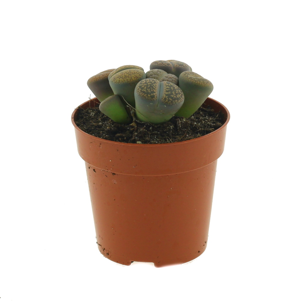 Kaktusy a sukulenty - Litops MIX květináč 8,5cm