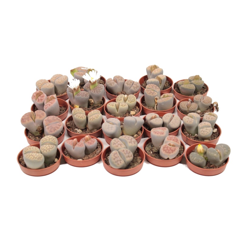 Litops MIX květináč 8,5cm-0