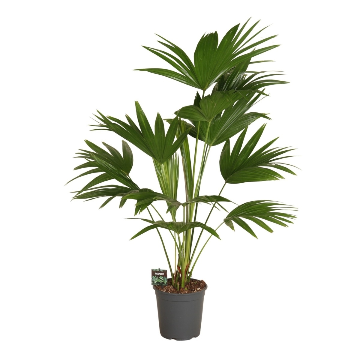 Okrasné pokojové rostliny - Livistonie čínská výška 120cm, květináč 24cm