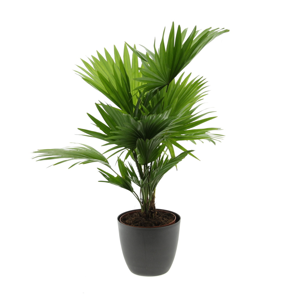 Okrasné pokojové rostliny - Livistonie okrouhlolistá květináč 14cm