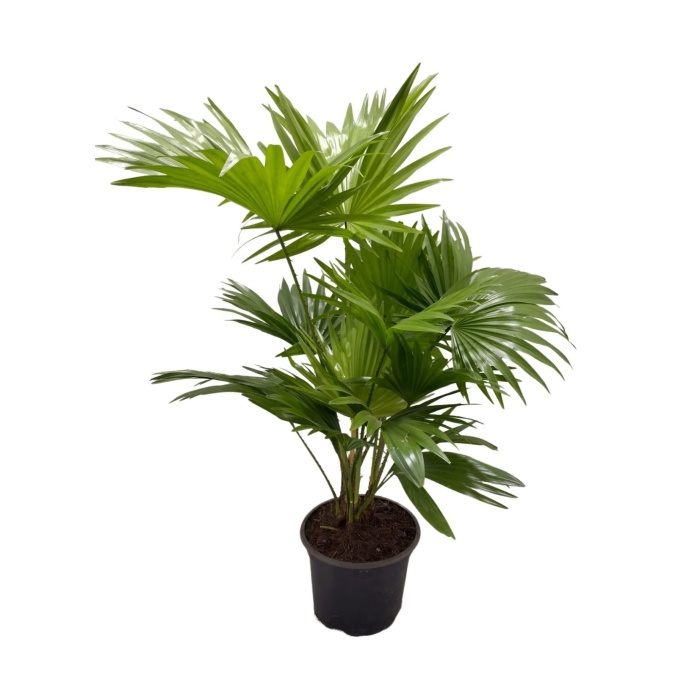 Okrasné pokojové rostliny - Livistonie okrouhlolistá květináč 17cm