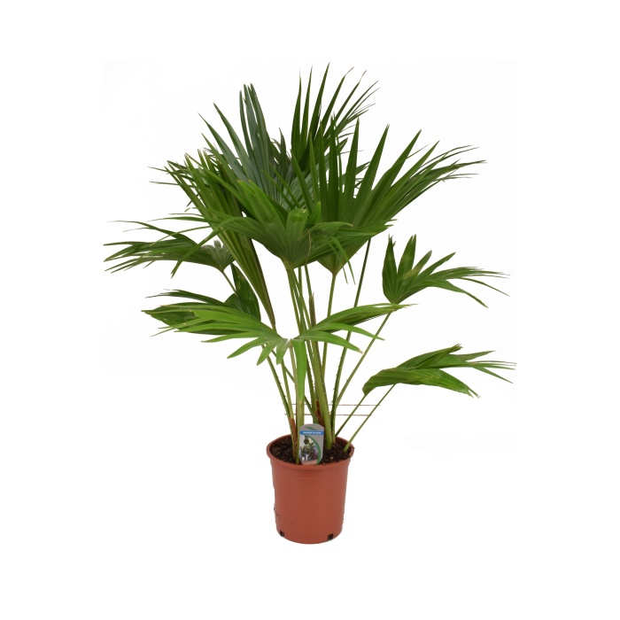 Okrasné pokojové rostliny - Livistonie okrouhlolistá květináč 23cm