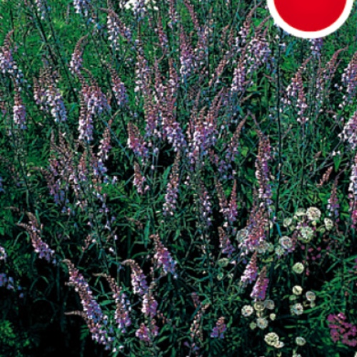 Na slunce - Lnice nachová 9cm