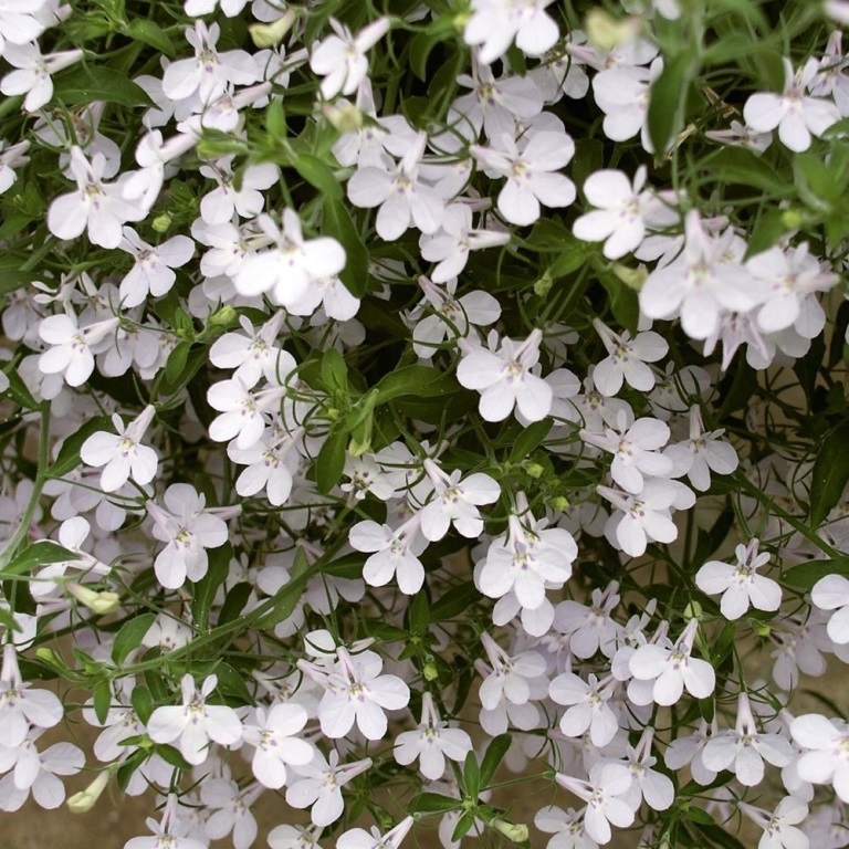 Převislé balkonové květiny - Lobelka bílá 4ks 11cm