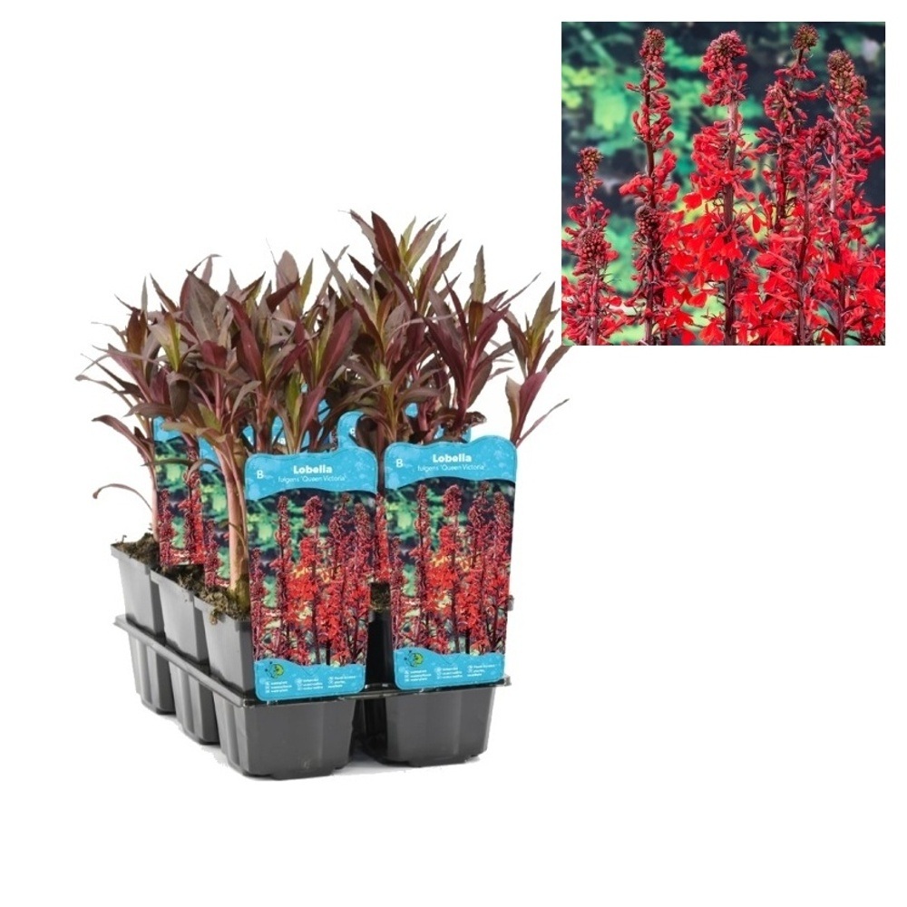 Vodní rostliny a lekníny - Lobelka lesklá Queen Victoria květináč 9cm