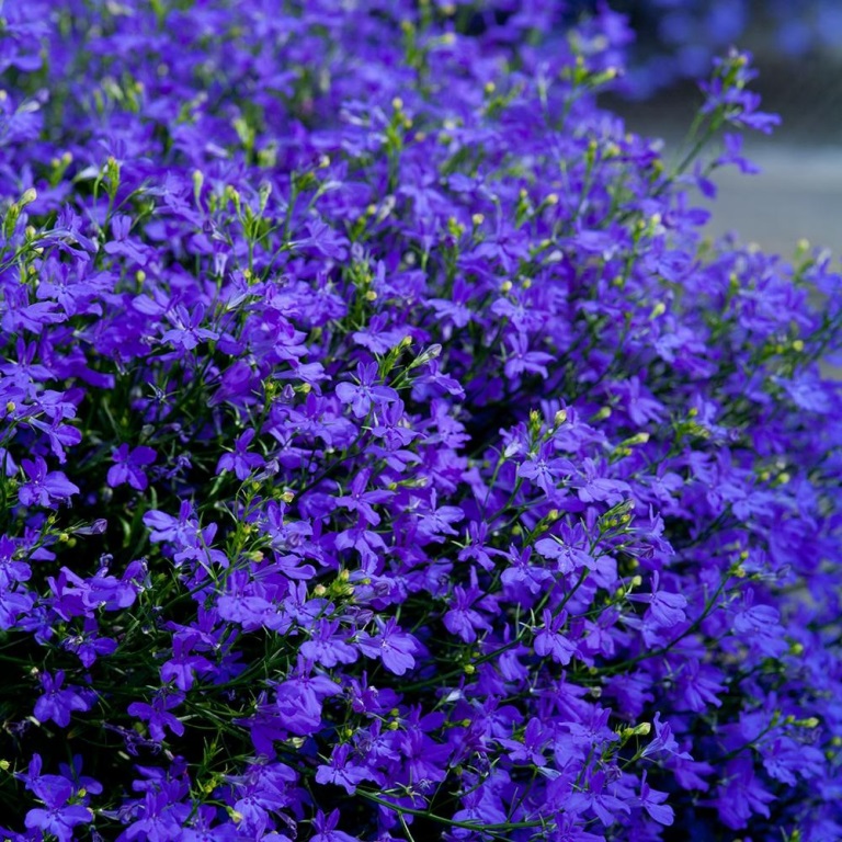 Převislé balkonové květiny - Lobelka modrá 4ks 11cm