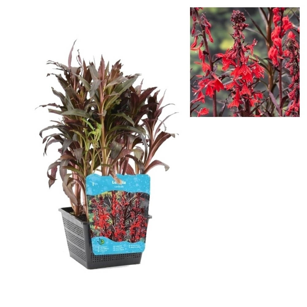 Vodní rostliny a lekníny - Lobelka šarlatová 3 litry