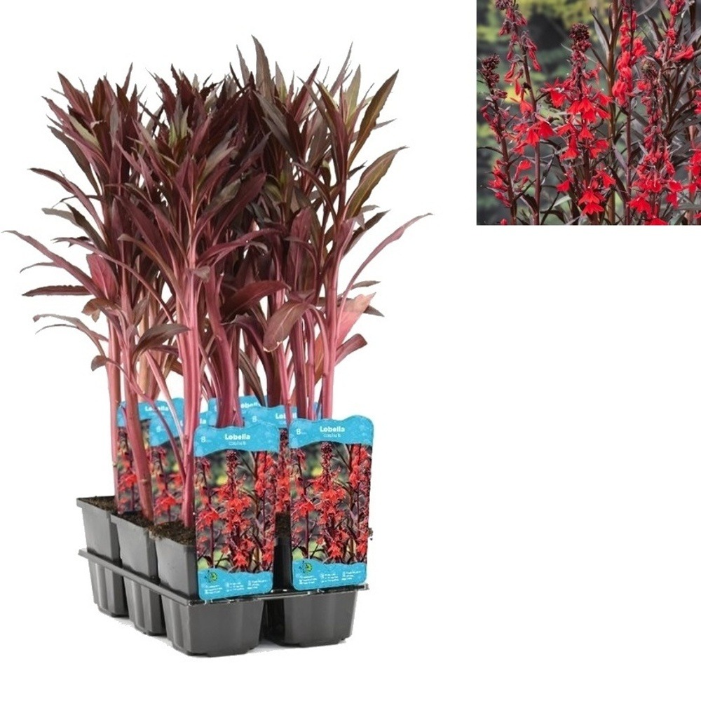 Vodní rostliny a lekníny - Lobelka šarlatová květináč 9cm