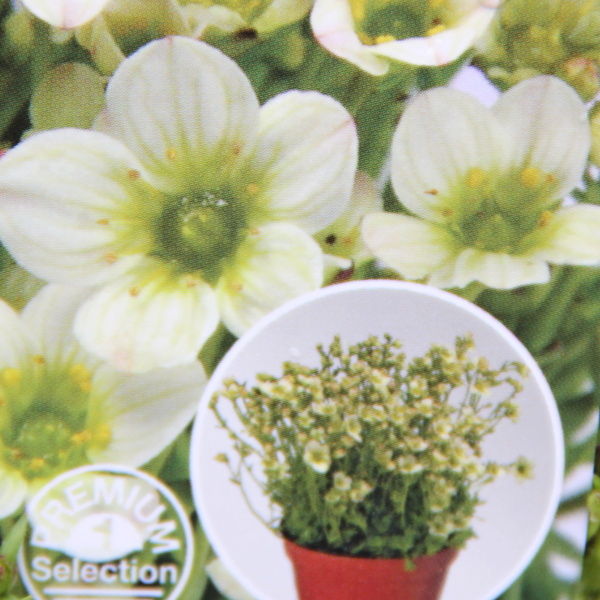 Skalničky - Lomikámen Alpino Early Lime 9cm