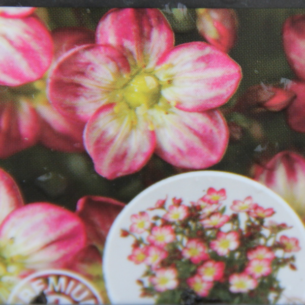 Skalničky - Lomikámen 'Alpino Early Picotee' 9cm