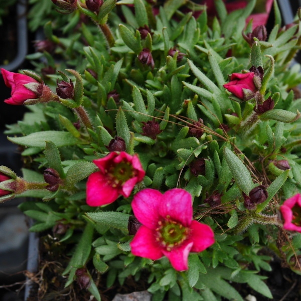 Skalničky - Lomikámen Arendsův  'Alpino Early Carnival' 9cm