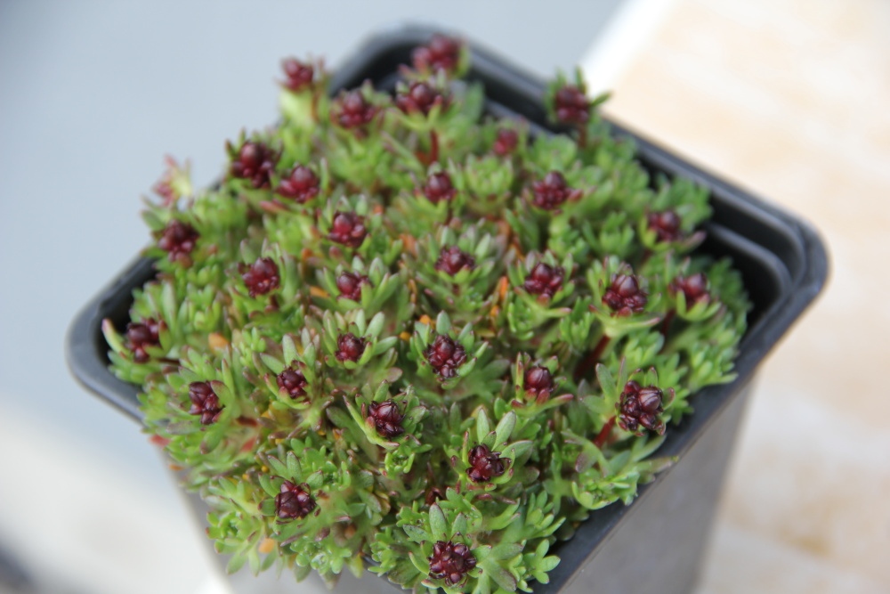 Skalničky - Lomikámen Arendsův Harder Zwerg 9cm