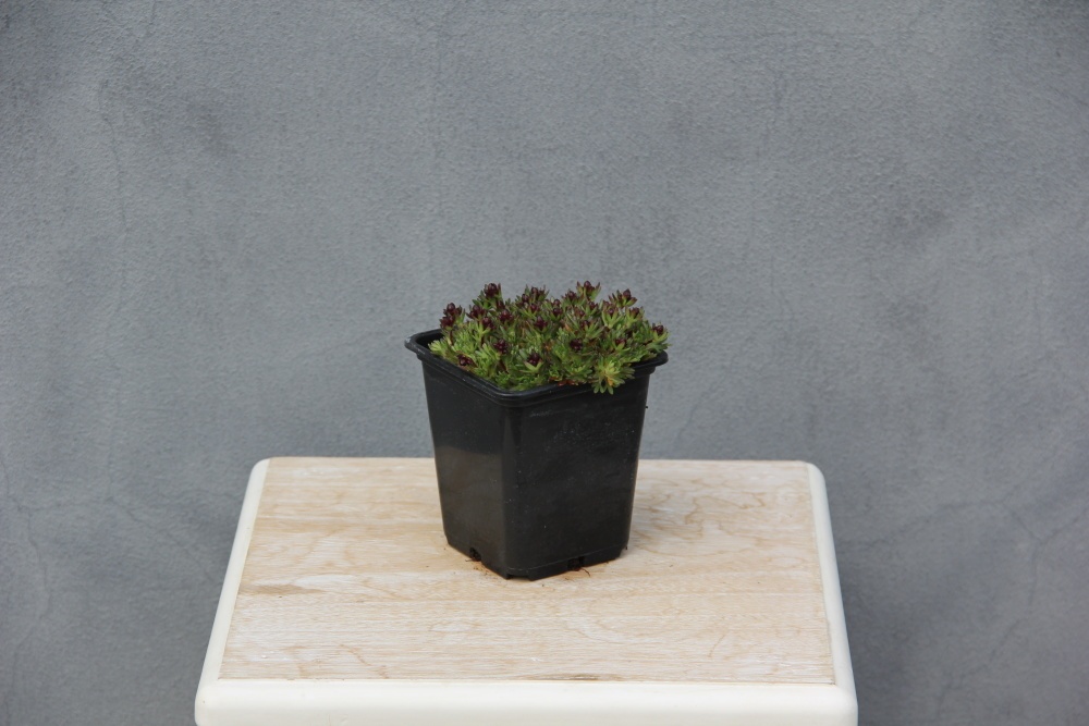 Lomikámen Arendsův Harder Zwerg 9cm-0