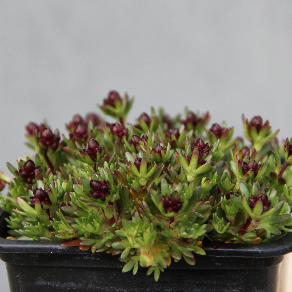 Lomikámen Arendsův Harder Zwerg 9cm-1