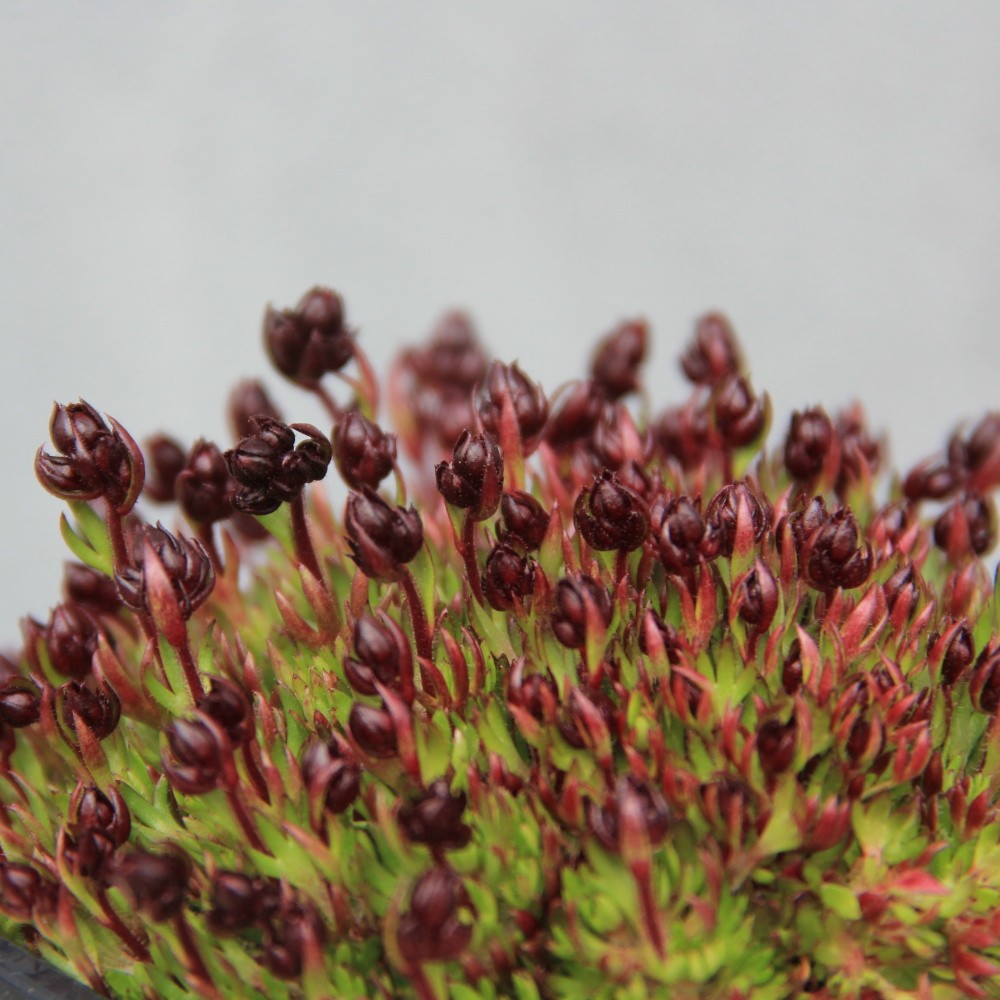 Skalničky - Lomikámen Arendsův 'Highlander Red' 9cm