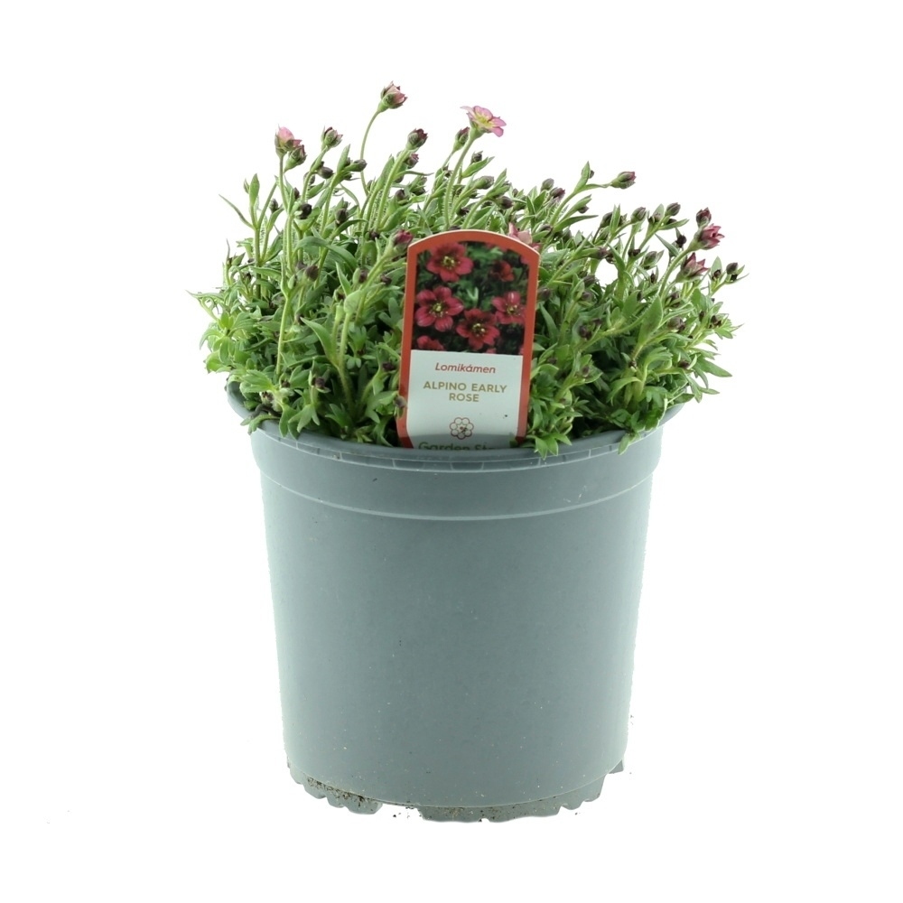 Skalničky - Lomikámen Arendsův mix,  květináč 1,5 litru