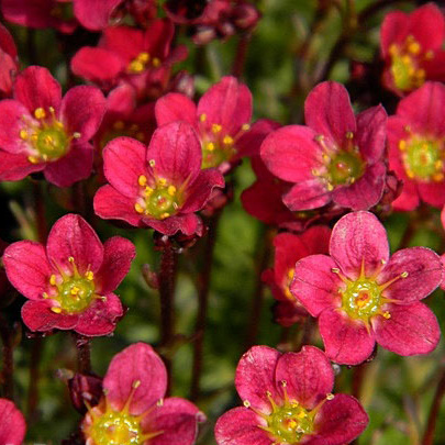 Skalničky - Lomikámen Arendsův 'Peter Pan' 9cm