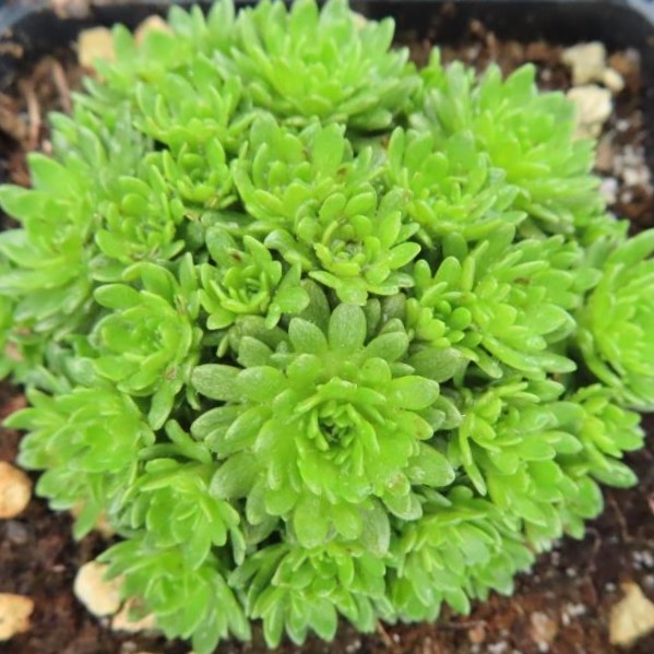 Lomikámen Arendsův 'Peter Pan' 9cm-0