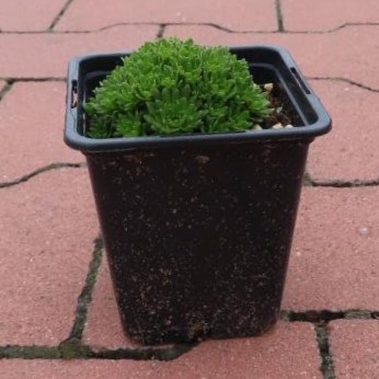 Lomikámen Arendsův 'Peter Pan' 9cm-1