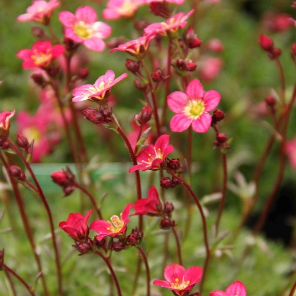 Skalničky - Lomikámen Harder Zwerg 2 litry