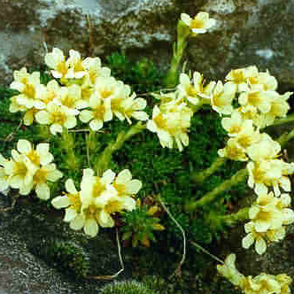 Skalničky - Lomikámen hrotnatý Gregor Mendel 9cm
