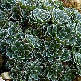 Skalničky - Lomikámen Jaromir 9cm