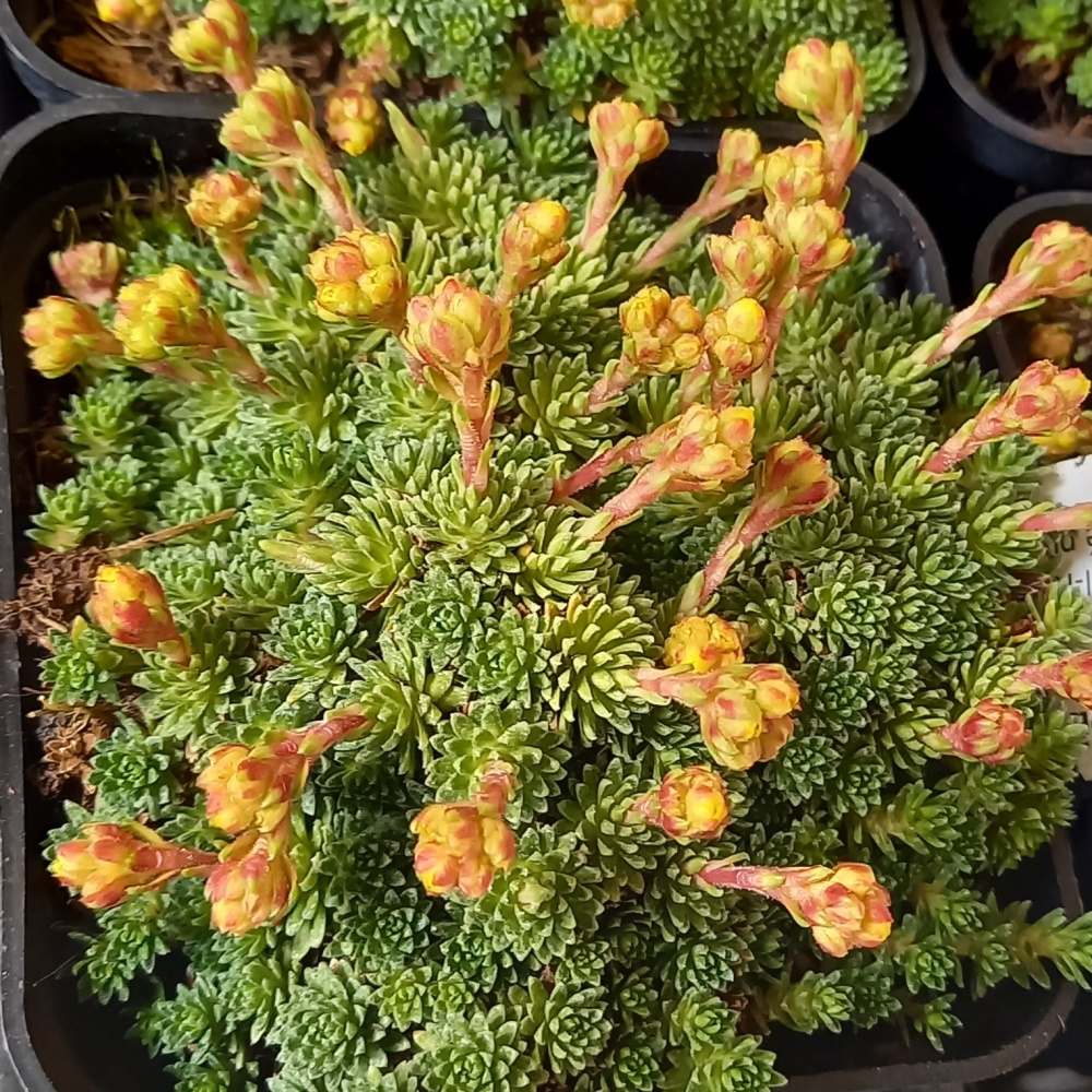 Skalničky - Lomikámen Koburgův 9cm