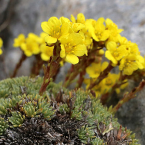 Lomikámen Koburgův 9cm-0