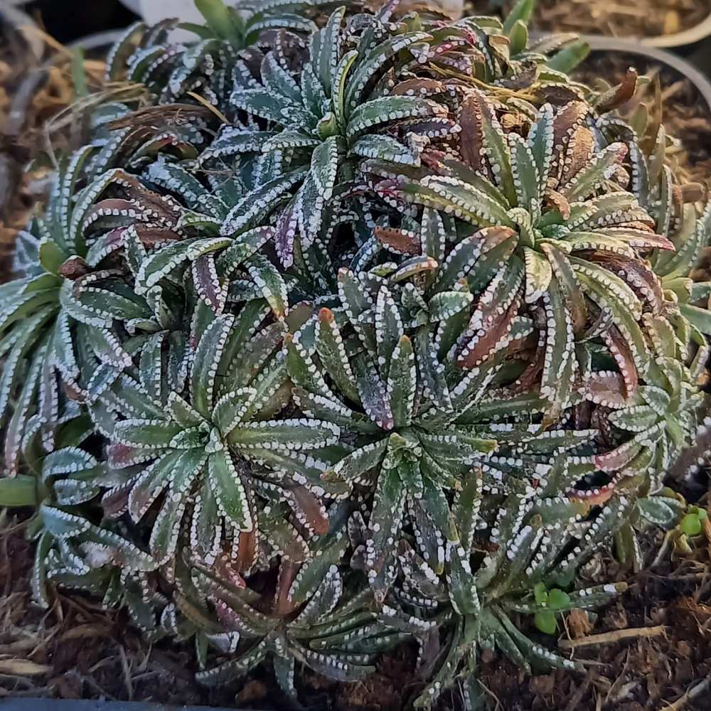 Skalničky - Lomikámen korovitý Carniolica květináč 9cm