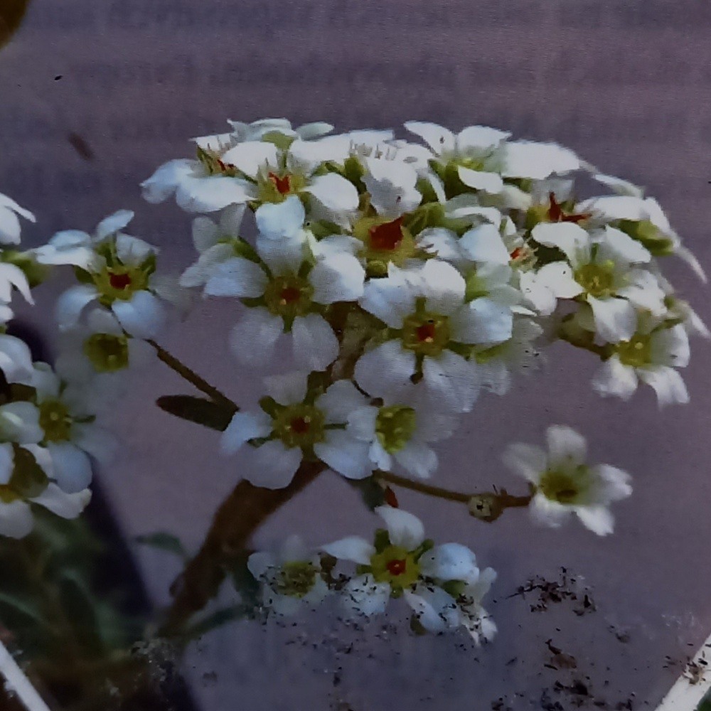Lomikámen korovitý Carniolica květináč 9cm-0