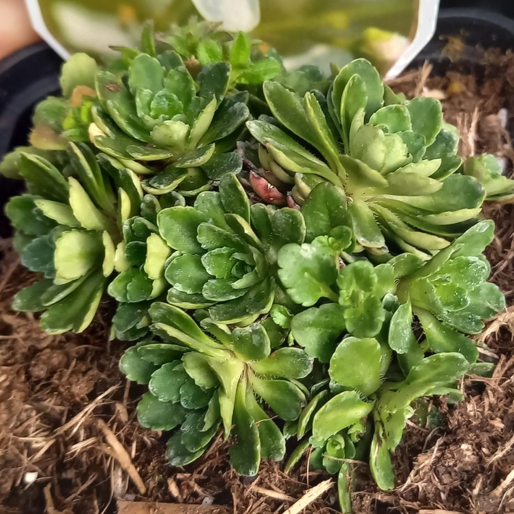 Skalničky - Lomikámen květináč 9cm