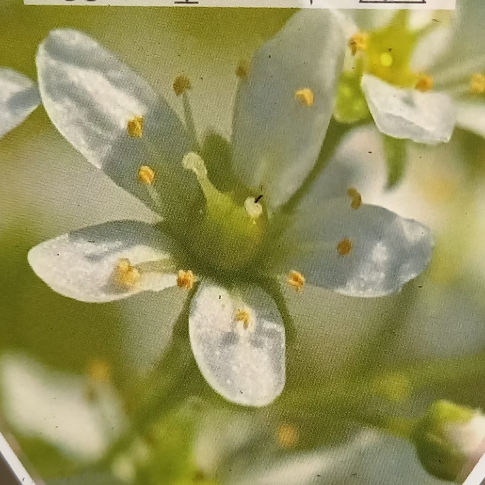 Lomikámen květináč 9cm-0