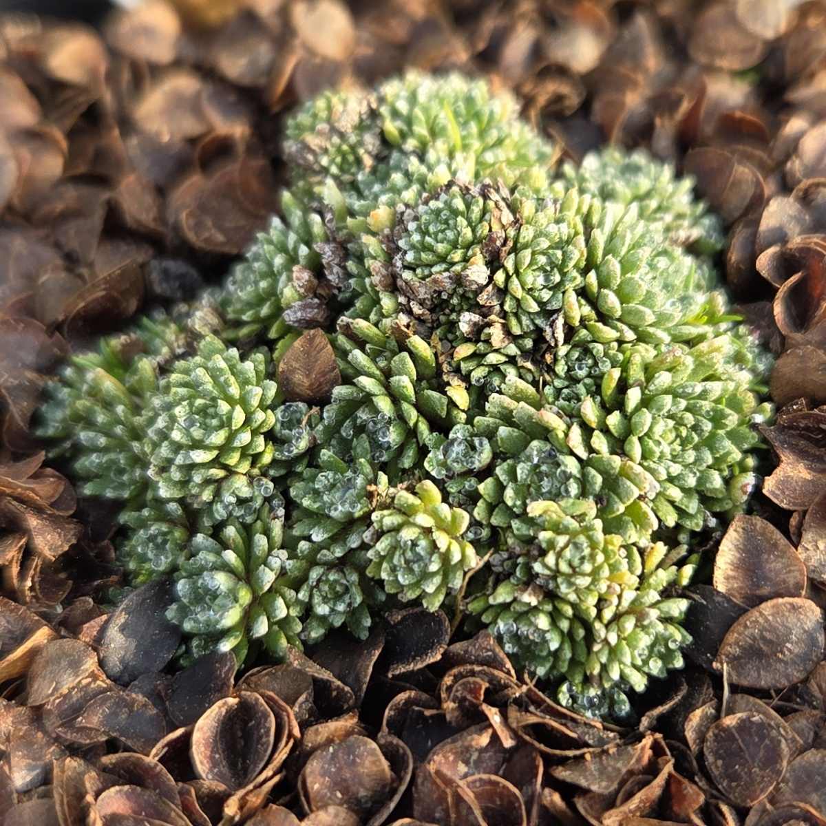 Skalničky - Lomikámen květináč 9cm