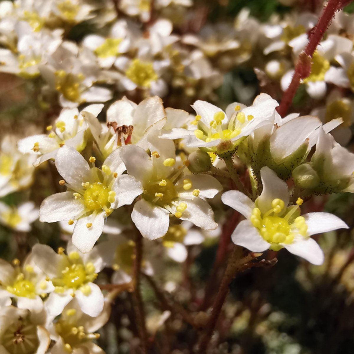 Lomikámen květináč 9cm-0