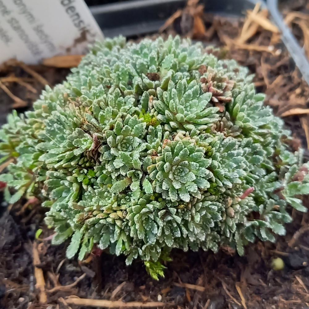 Skalničky - Lomikámen latnatý Baldensis květináč 9cm