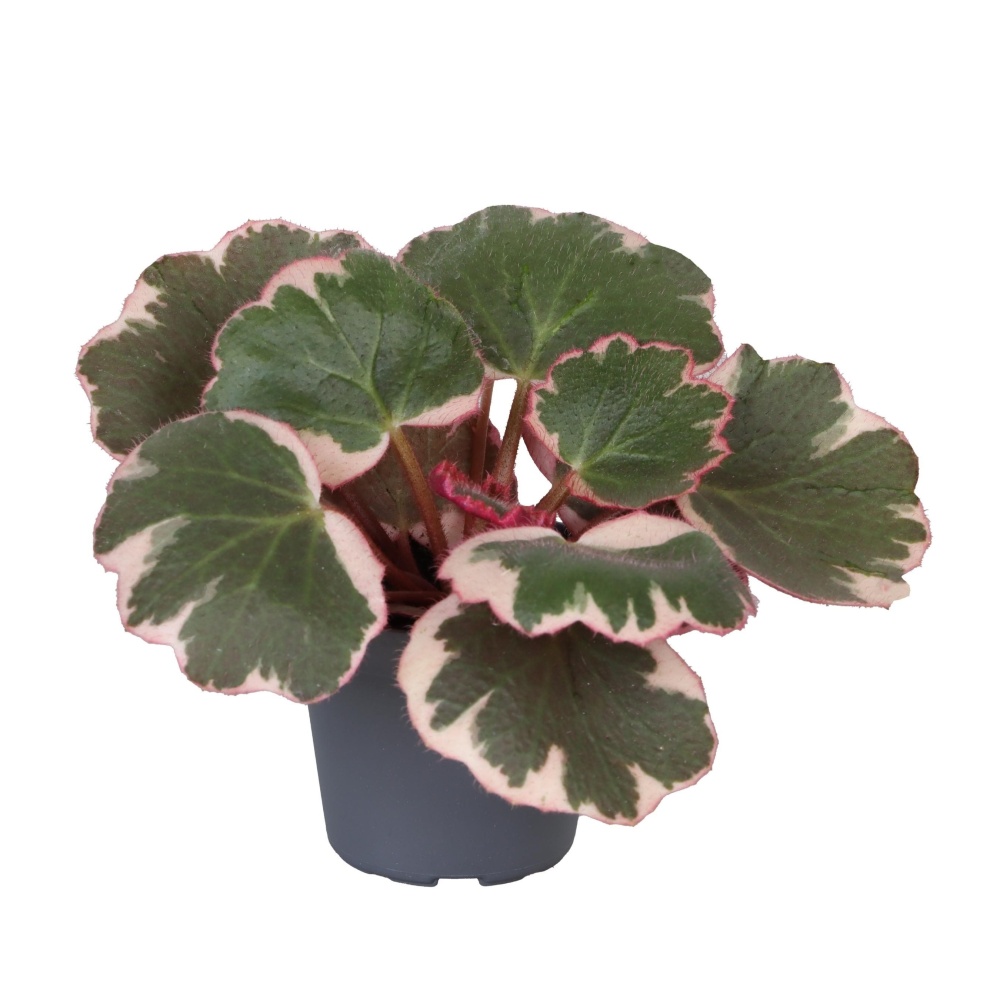 Okrasné pokojové rostliny - Lomikámen Variegata květináč 6cm