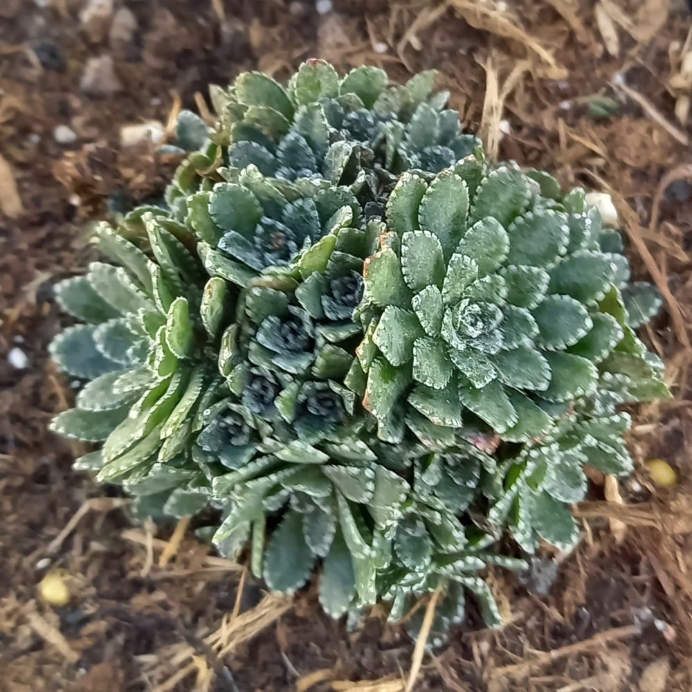 Skalničky - Lomikámen vždyživý Portae květináč 9cm