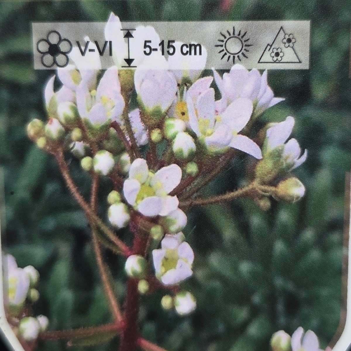 Skalničky - Lomikámen vždyživý Rex květináč 9cm