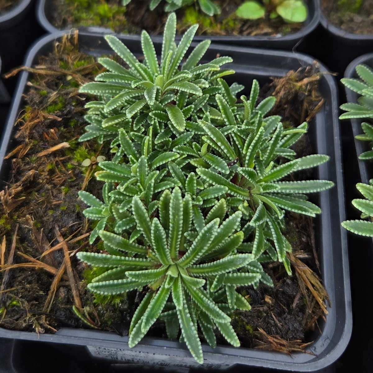 Lomikámen vždyživý Rex květináč 9cm-0