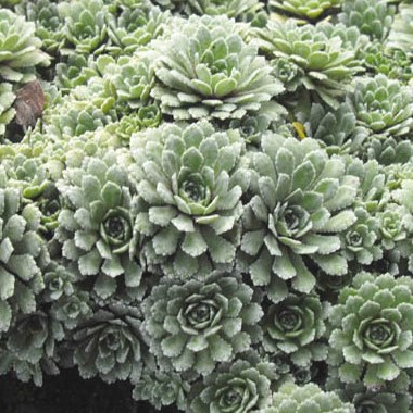 Skalničky - Lomikámen 'Whitewill' 9cm