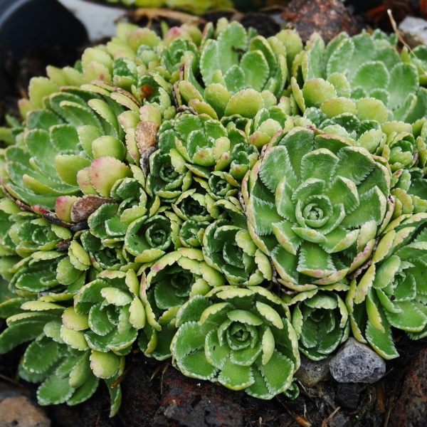 Lomikámen žlutý 'Lutea' 9cm-0