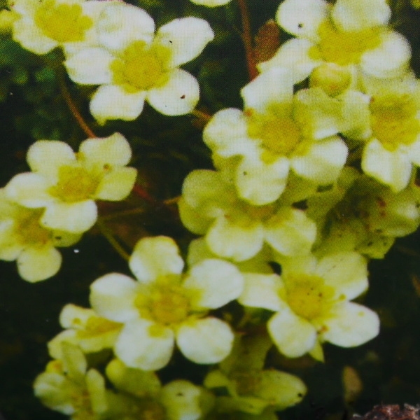 Skalničky - Lomikámen žlutý 'Lutea' 9cm