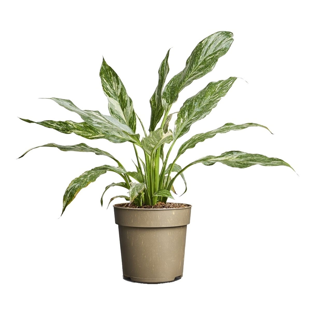 Okrasné pokojové rostliny - Lopaktovec Variegata květináč 11cm