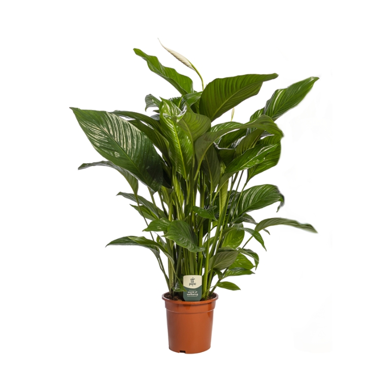 Kvetoucí pokojové rostliny - Lopatkovec 2 květy, květináč 21cm