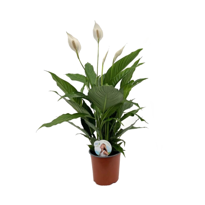 Kvetoucí pokojové rostliny - Lopatkovec 4 květy, květináč 17cm