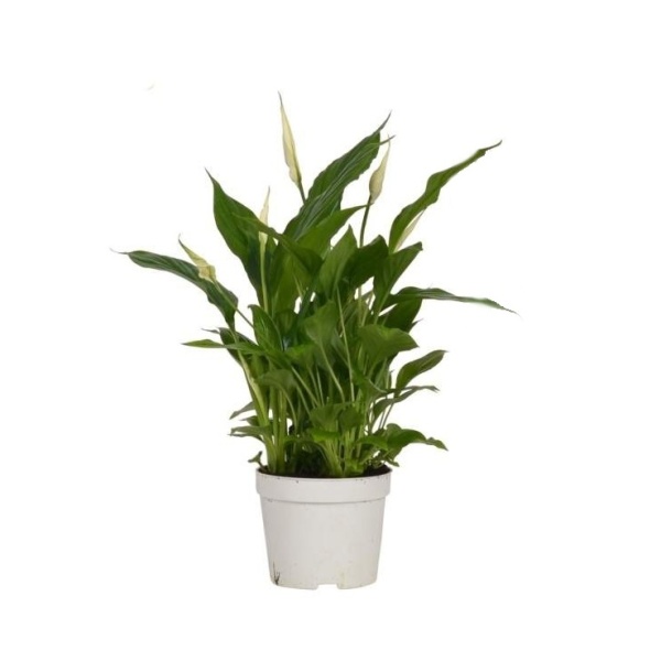 Kvetoucí pokojové rostliny - Lopatkovec 5+ květů, květináč 13cm