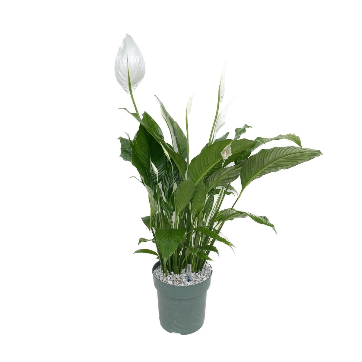 Ekologicky pěstované pokojové rostliny - Lopatkovec hydroponický květináč 27cm