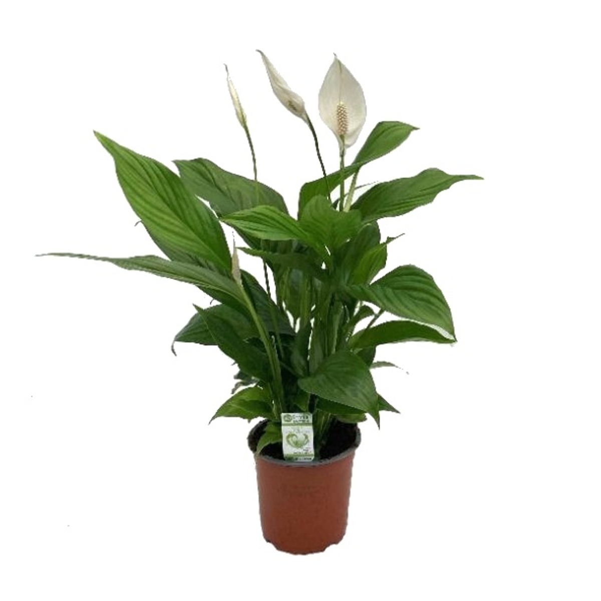 Kvetoucí pokojové rostliny - Lopatkovec kvěitnáč 15cm