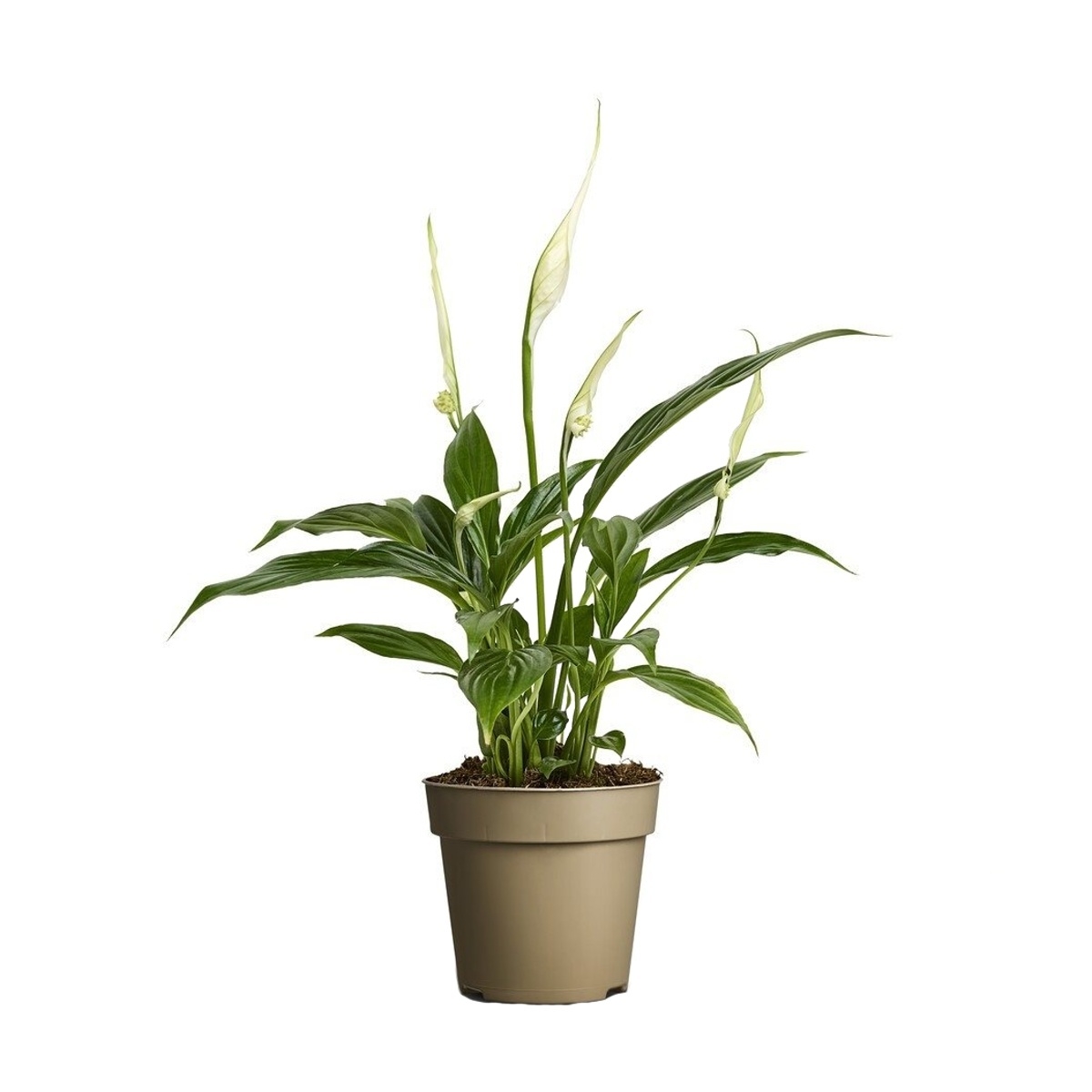 Kvetoucí pokojové rostliny - Lopatkovec květináč 10,5cm