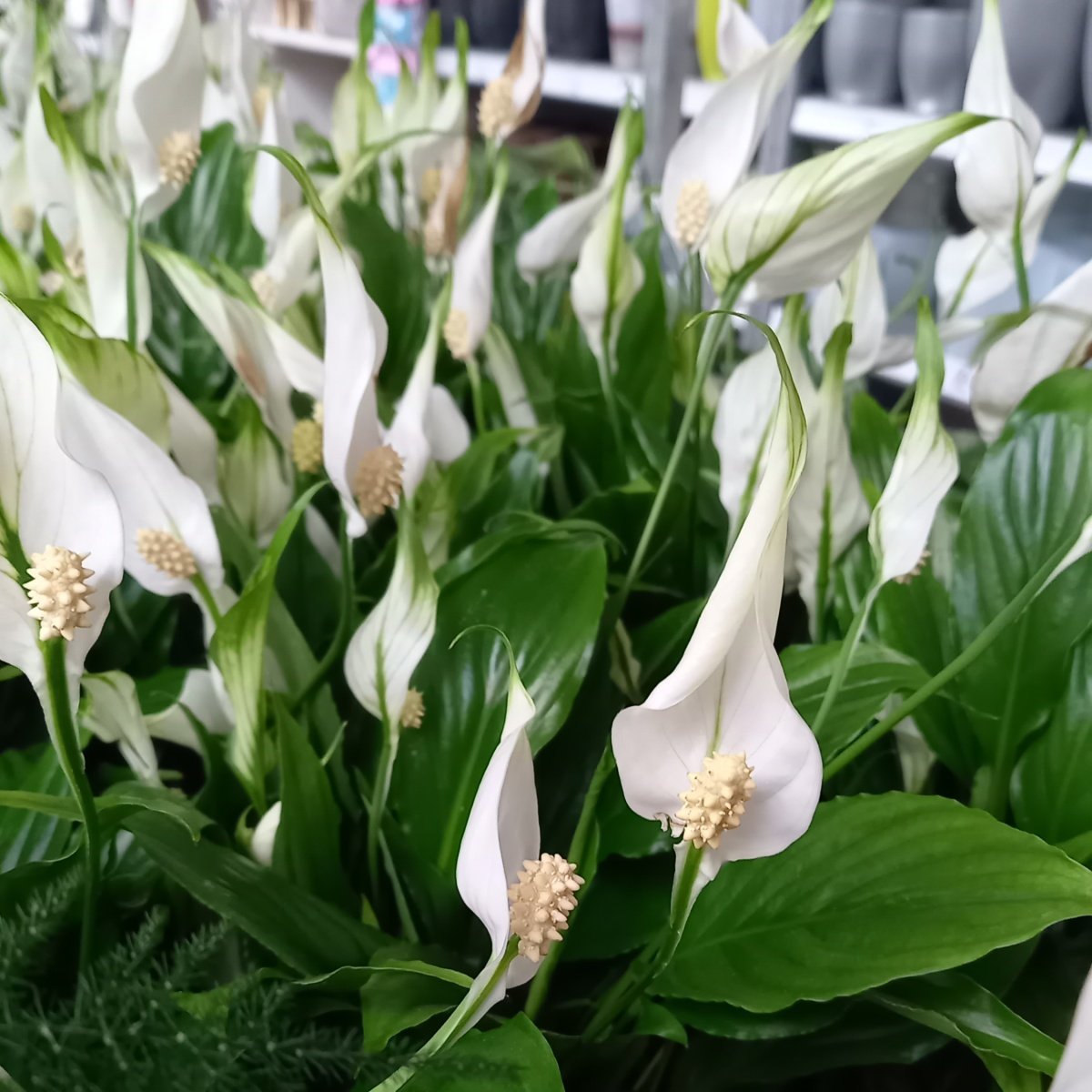 Lopatkovec květináč 10,5cm-0